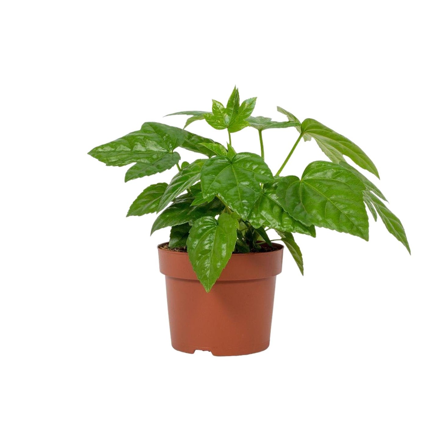 Fatsia Japonica – Pflegeleichte Japanische Aralie im 12 cm Topf