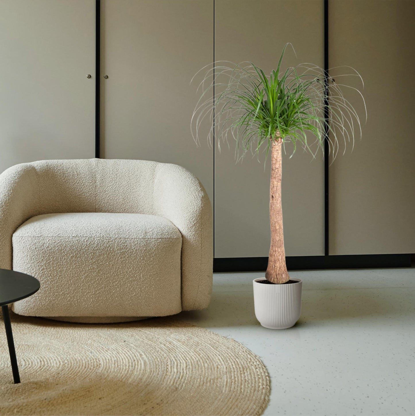Beaucarnea Stamm – 120 cm – pflegeleichte Zimmerpflanze