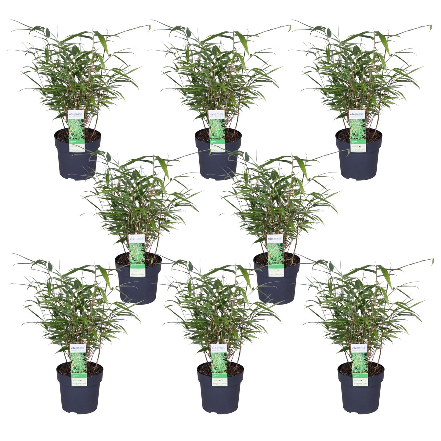 8x Fargesia rufa Bambus Ø14cm, 40cm hoch – kompakt & pflegeleicht