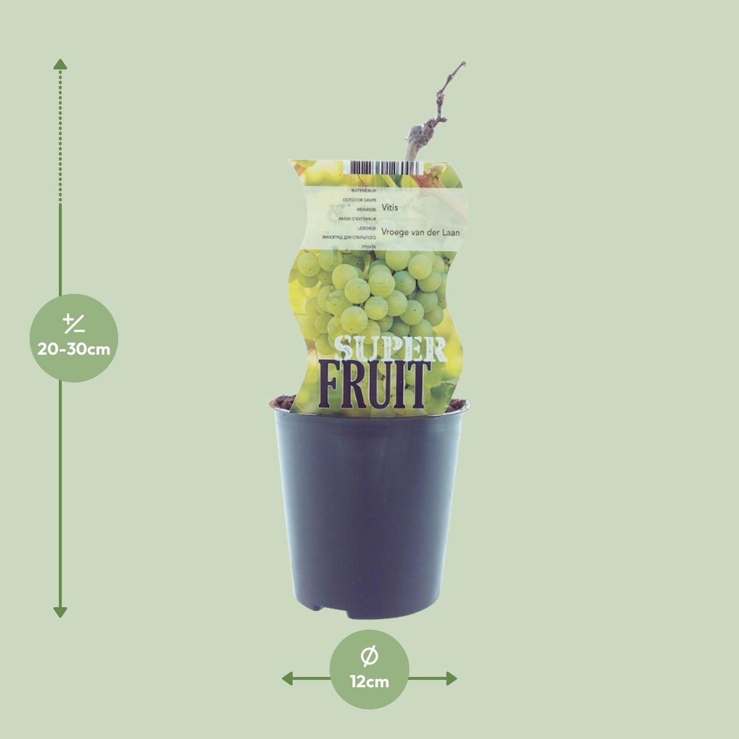 Vitis Vroege Van Der Laan – Weiße Traube Ø12cm, 30cm hoch