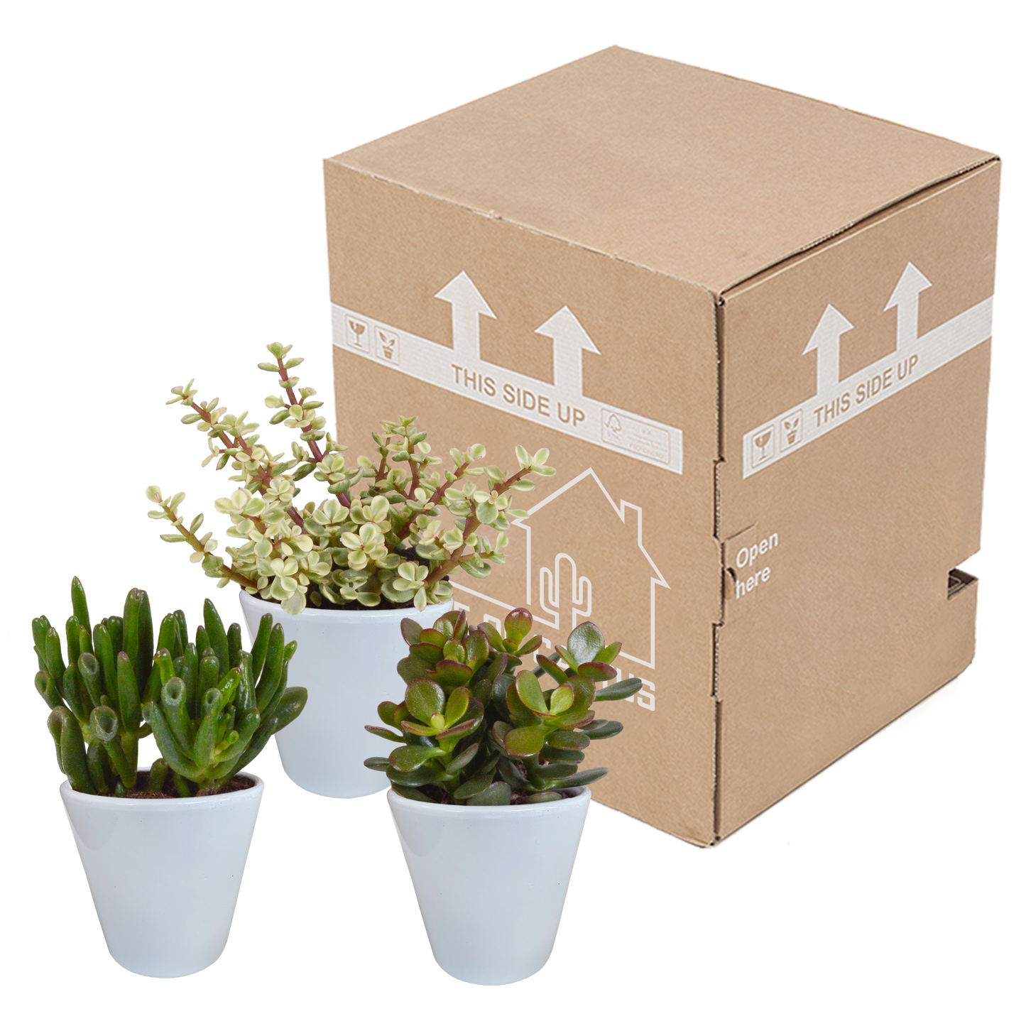 Crassula-Mix 3er Set im weißen Keramiktopf 8,5 cm