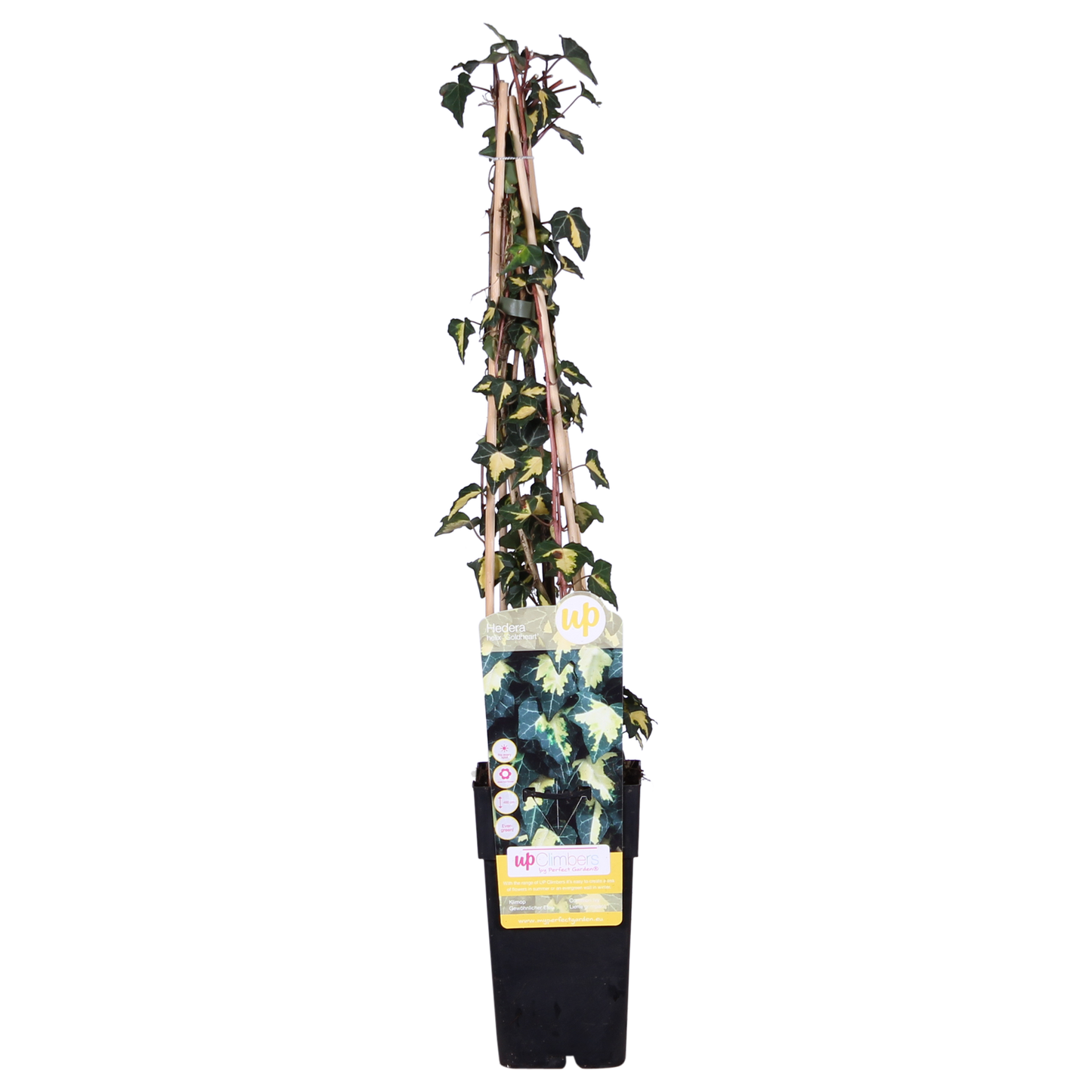 4x Hedera helix 'Goldheart' – pflegeleichter Efeu Ø15cm, 65cm hoch