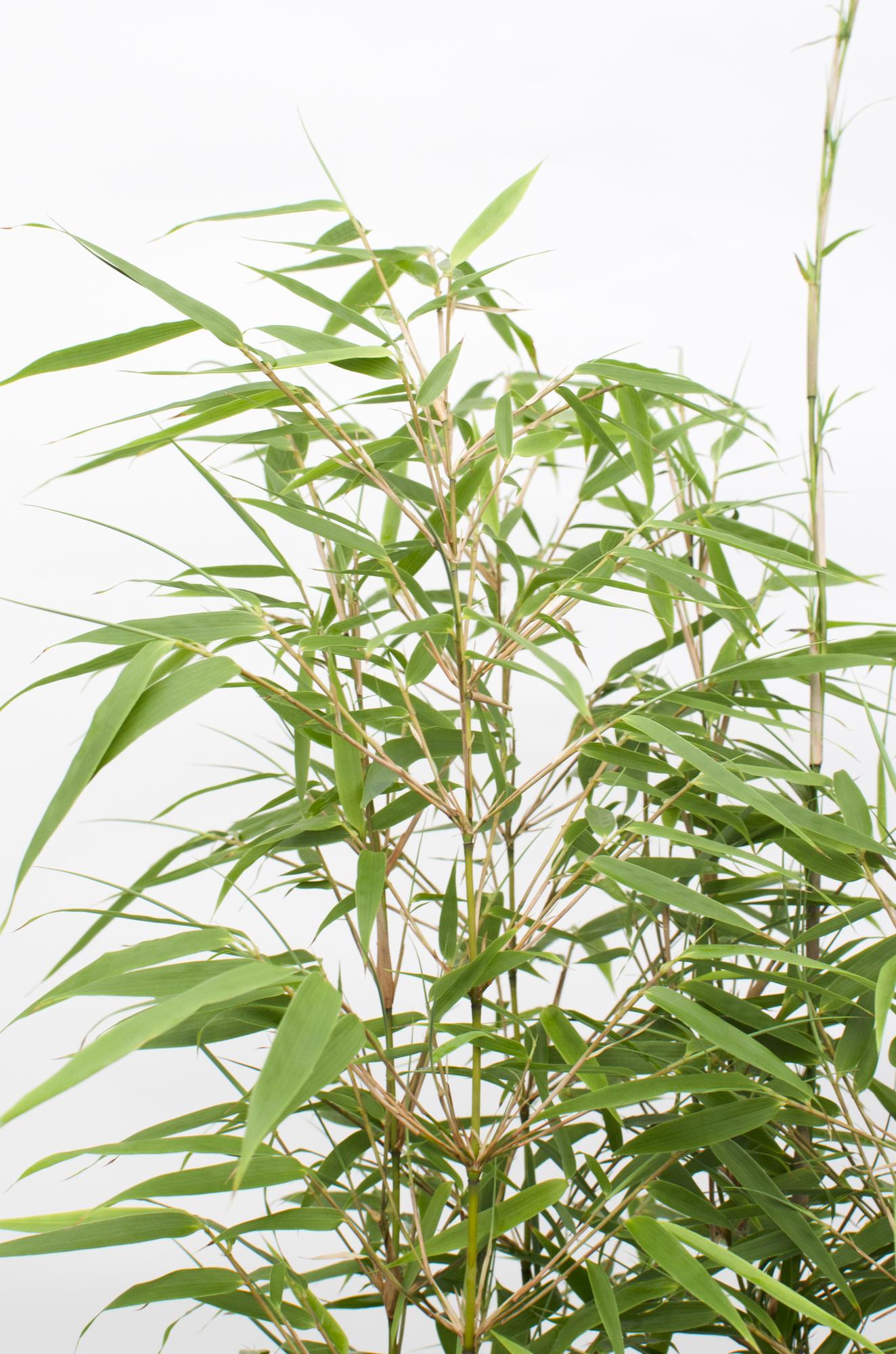 4x Fargesia rufa Bambus - kompakt & pflegeleicht, 60cm