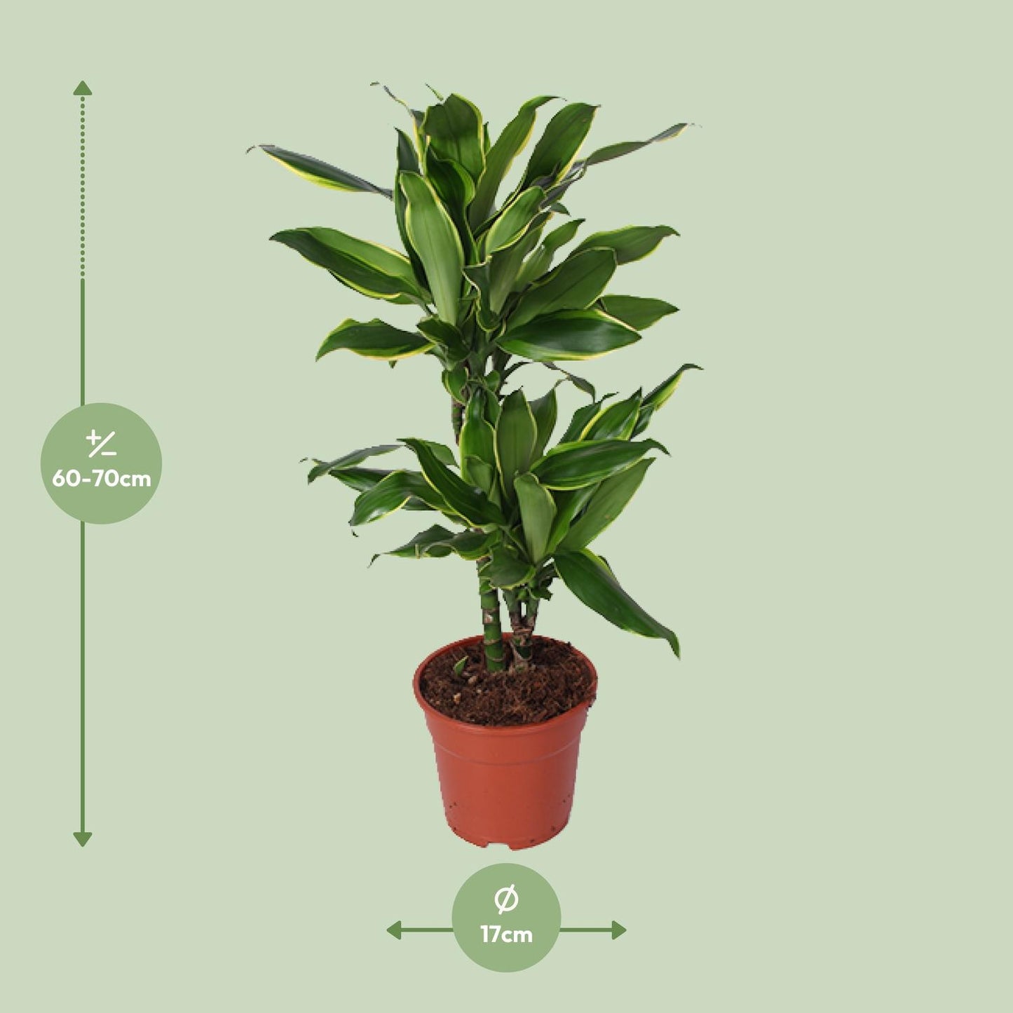 Dracaena Golden Coast – Pflegeleichter Drachenbaum Ø17cm