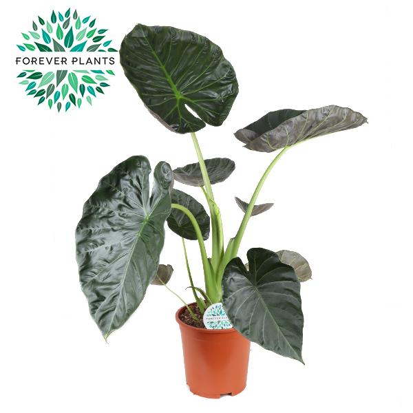 Alocasia Regal Shield – Majestätische Zimmerpflanze Ø27cm