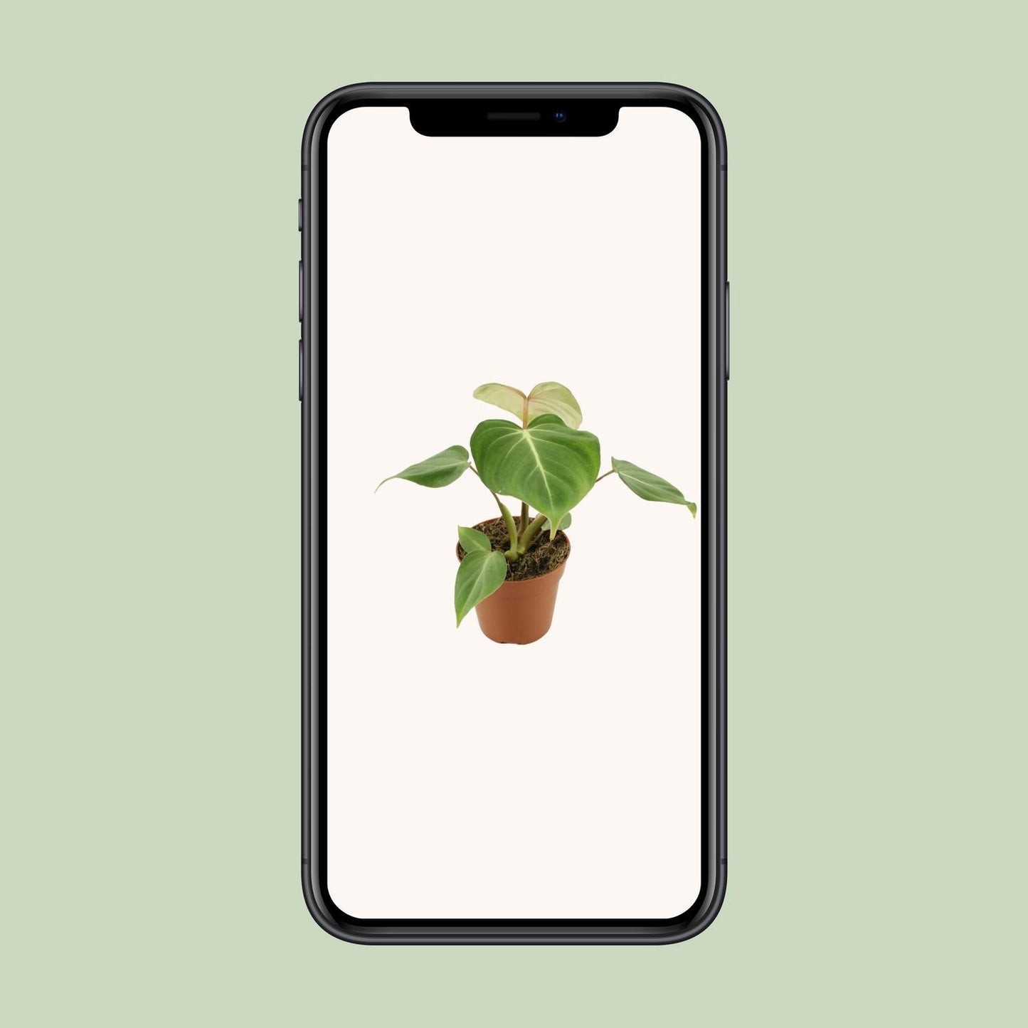 Philodendron Gloriosum – pflegeleichte Zimmerpflanze Ø12cm