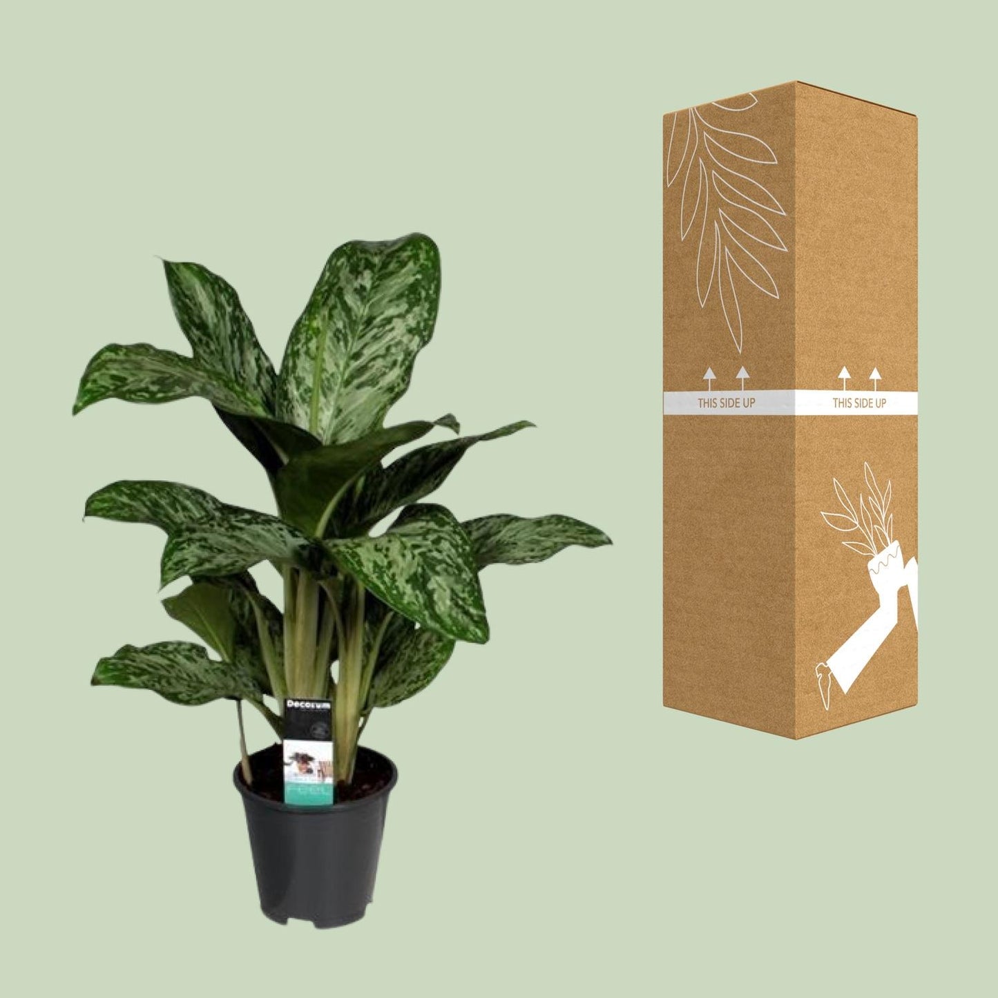 Aglaonema Greenlight – Luftreinigende Zimmerpflanze