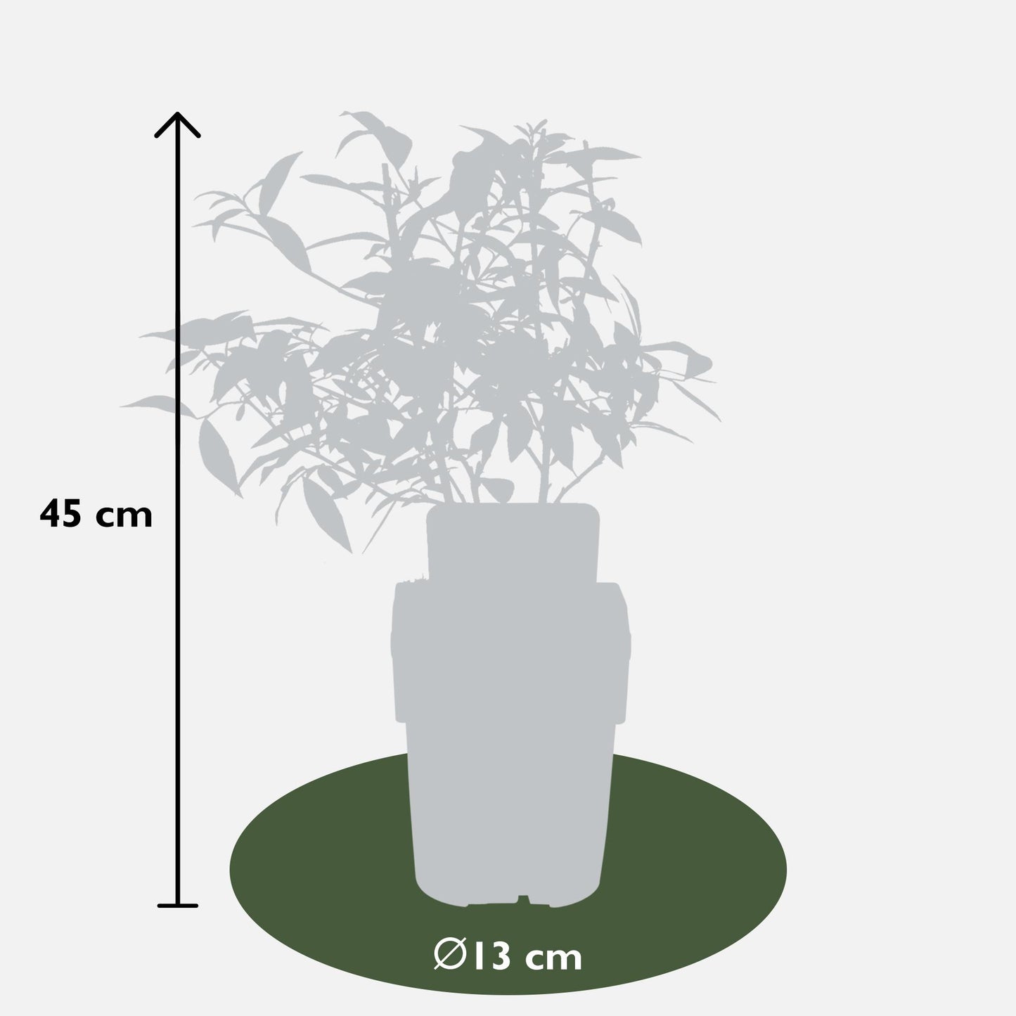 6er-Set Heidelbeere Vaccinium corymbosum Ø13cm
