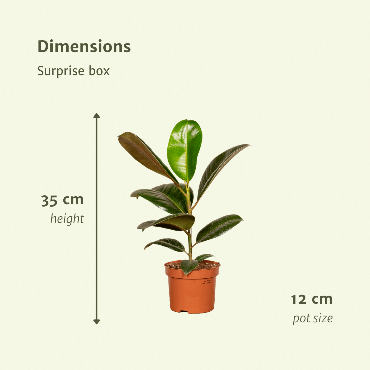 Überraschungsbox mit 10 pflegeleichten Zimmerpflanzen Ø12cm