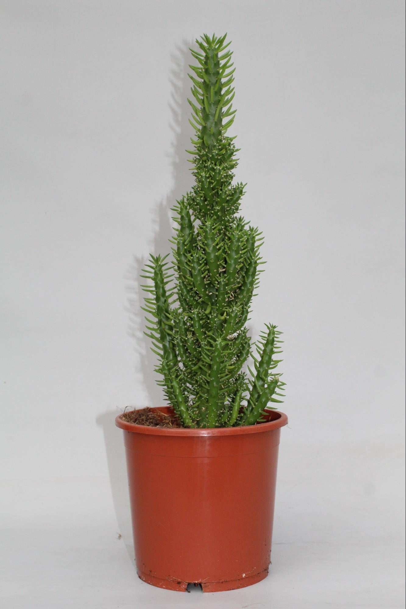 Opuntia Subulata Kaktus Ø17cm – Pflegeleichte Sukkulente