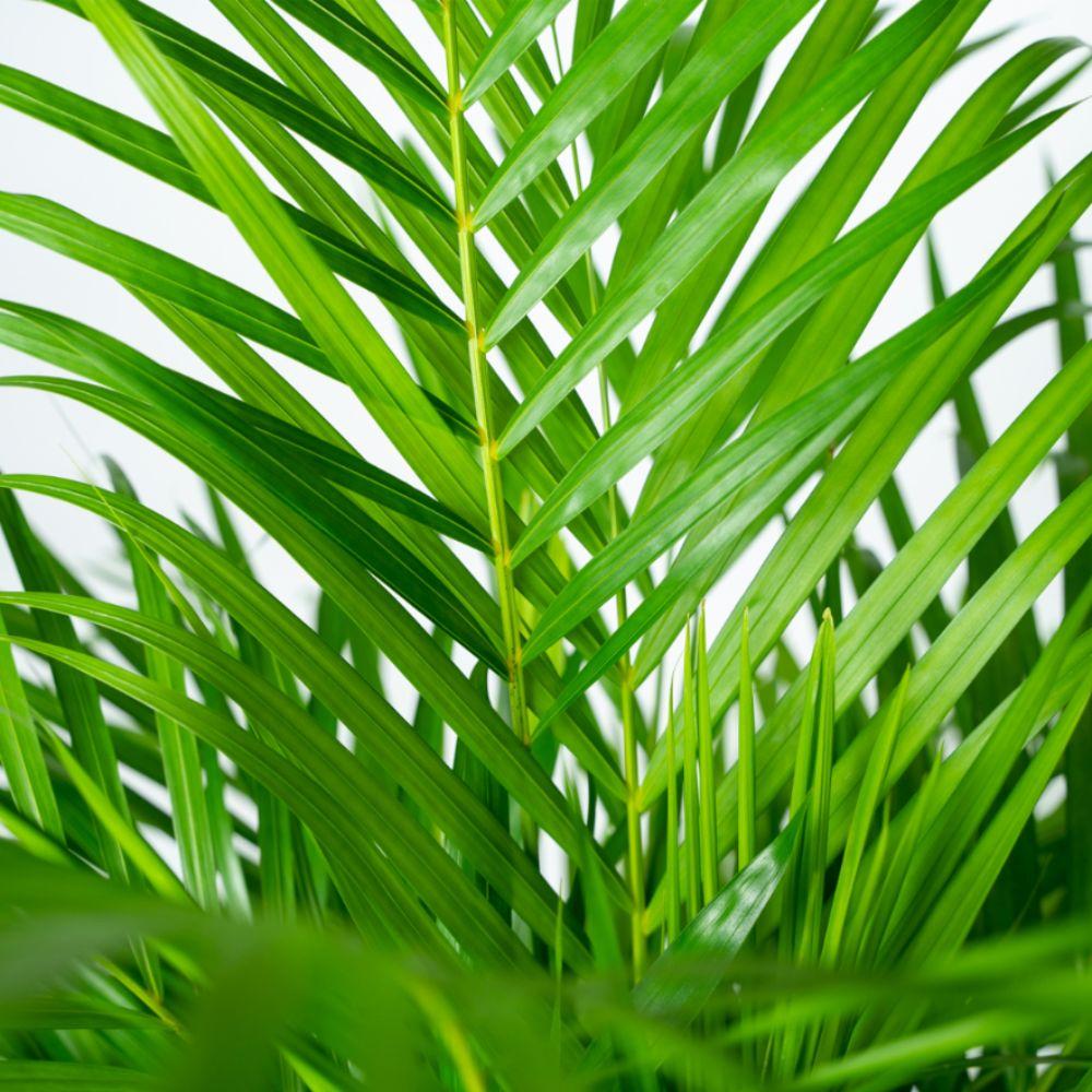 Areca-Palme mit Korb – 130 cm – pflegeleicht & luftreinigend