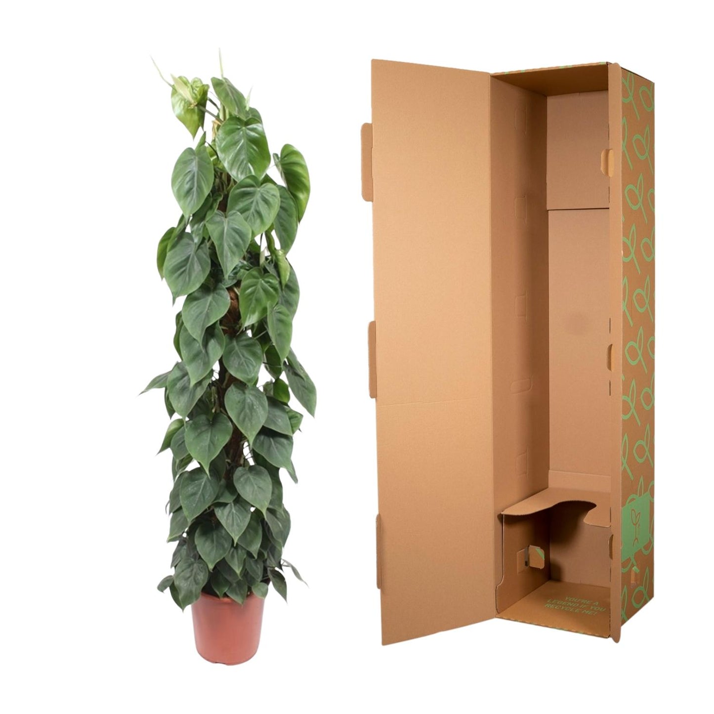 Philodendron Scandens mosstok – 150 cm, ø27 cm