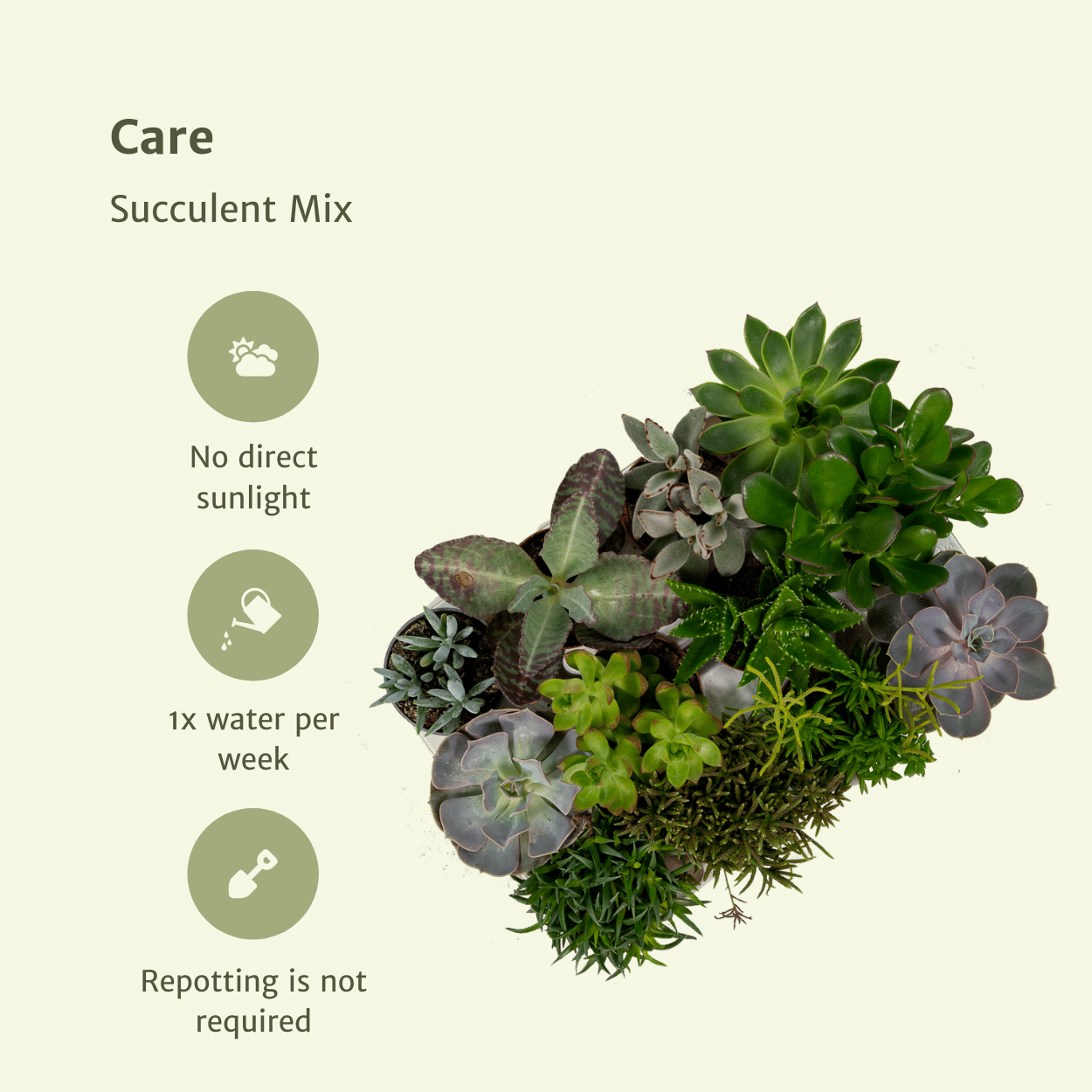 Sukkulenten Mix – 18 pflegeleichte Zimmerpflanzen Ø 8,5-9 cm