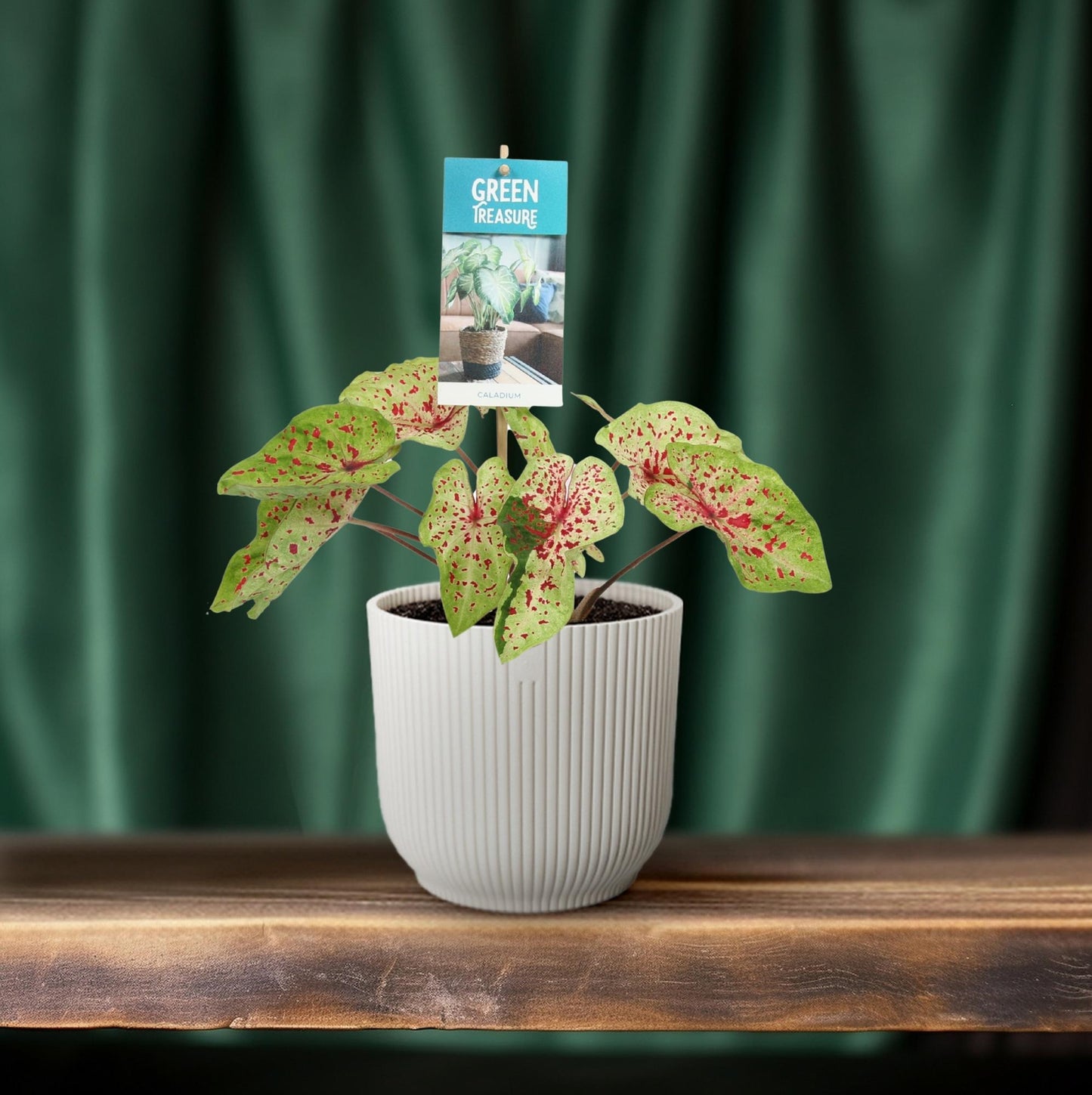 Caladium Miss Muffet – Engelsflügel Zimmerpflanze Ø12cm