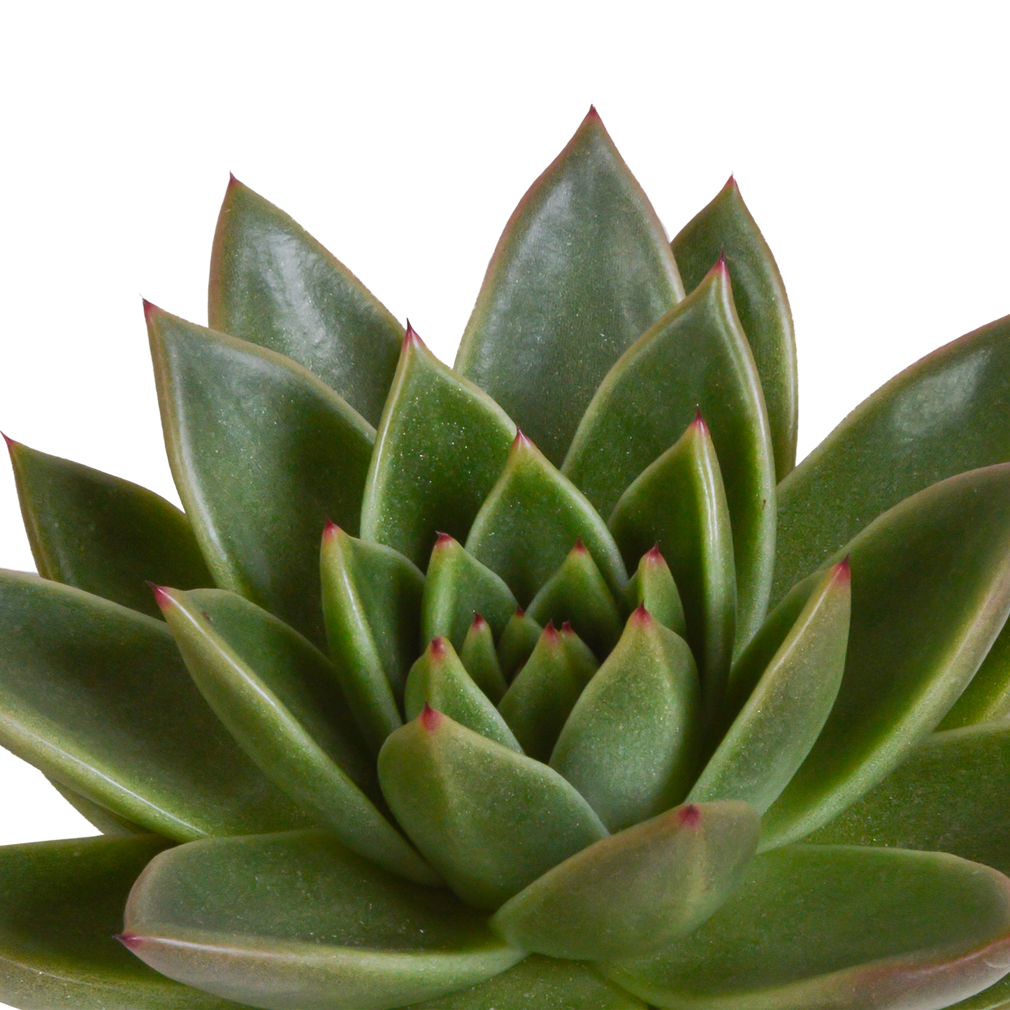 Echeveria 3er-Set im handbemalten Keramiktopf