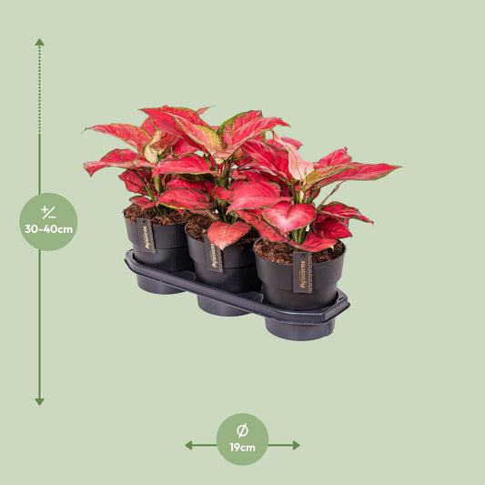 Aglaonema Red Joy – Pflegeleichte luftreinigende Zimmerpflanze Ø19cm