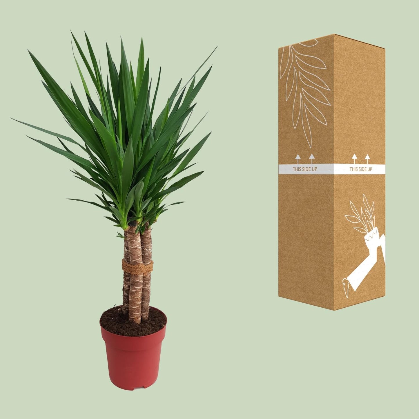 Yucca Palme „Tres Cañas“ – 120 cm pflegeleicht & robust