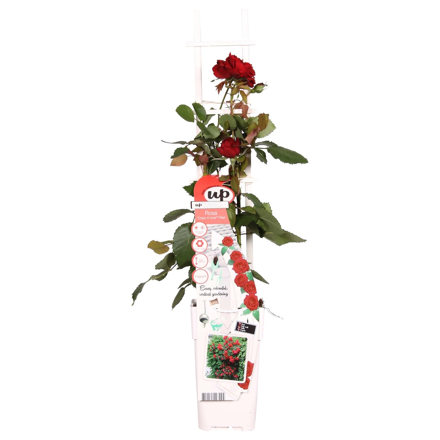 Rosa Crazy in Love 'Red' – Rote Rose Ø15cm, ca. 65cm