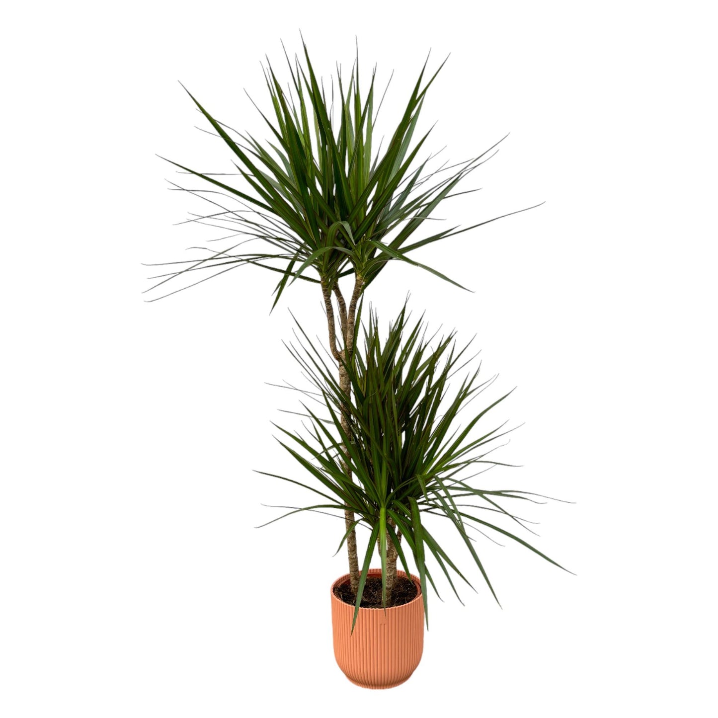 Dracaena Marginata – Elegante und pflegeleichte Zimmerpflanze 120 cm