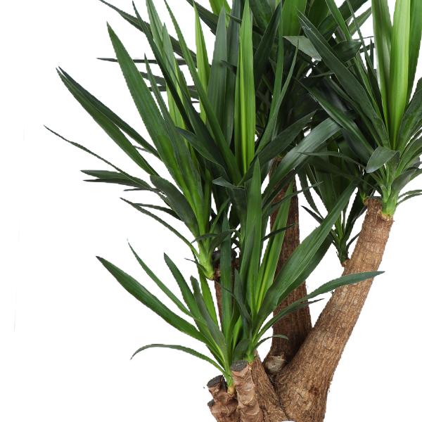 Yucca Pflanze Ø27cm, Höhe ca. 105cm – Pflegeleicht & Luftreinigend