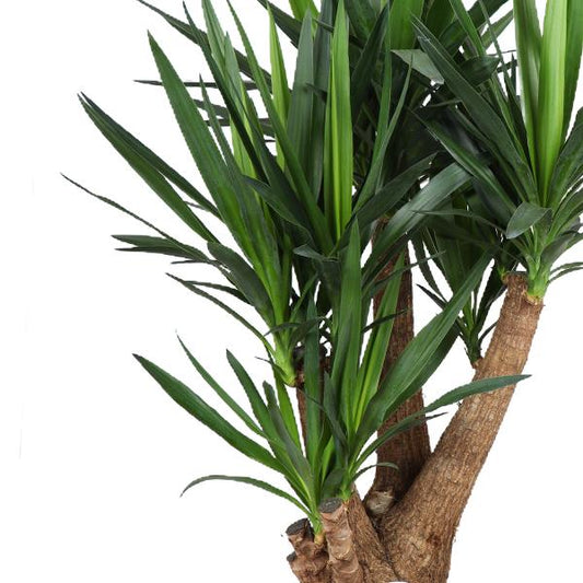 Yucca Pflanze Ø27cm, Höhe ca. 105cm – Pflegeleicht & Luftreinigend