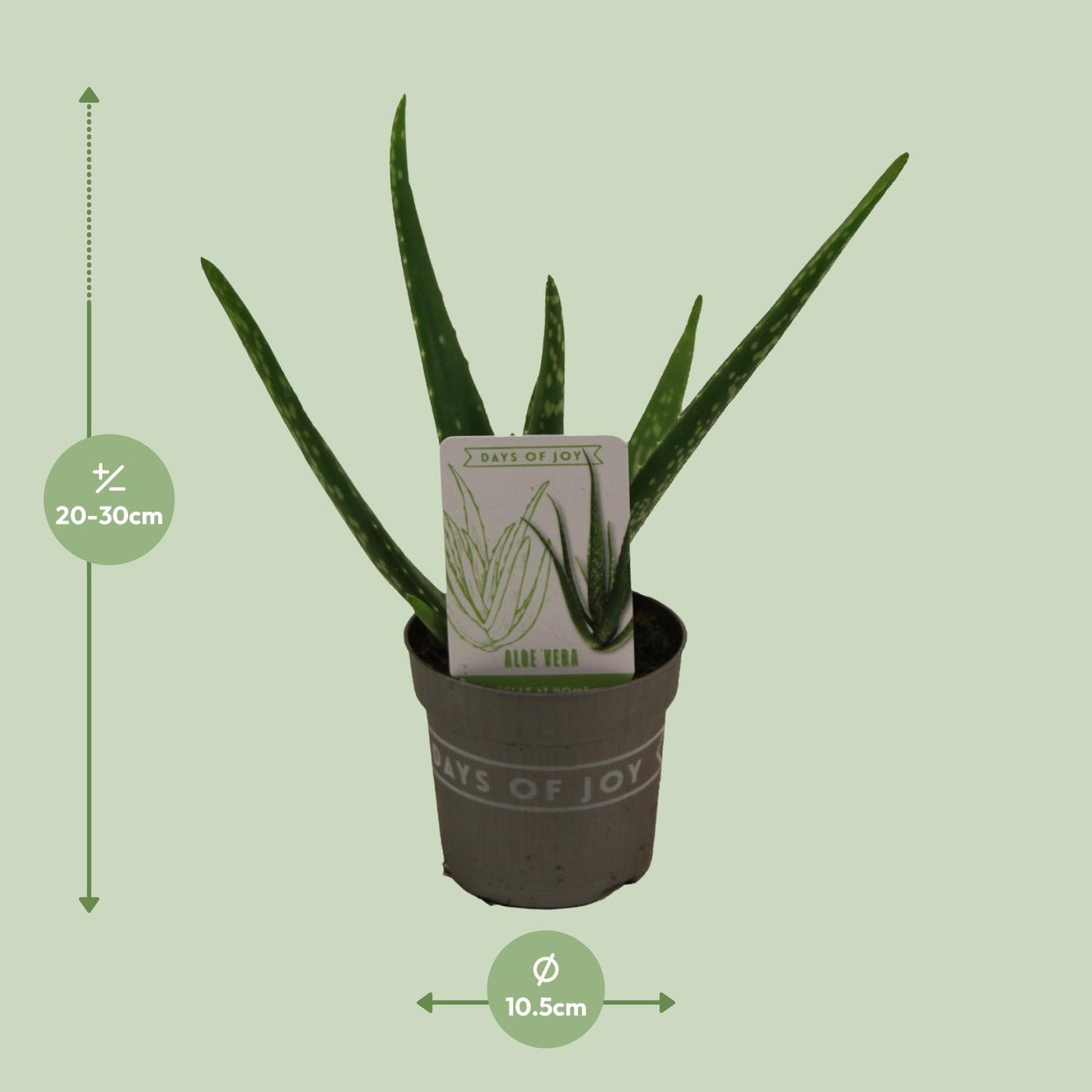 Aloe Vera Zimmerpflanze – Pflegeleicht & Dekorativ Ø10,5cm