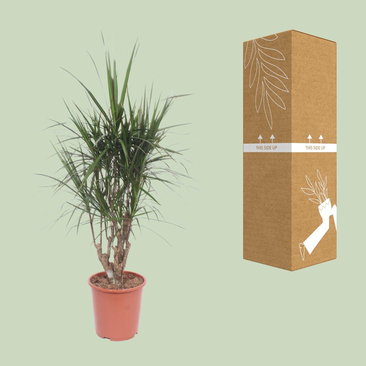 Dracaena Marginata – pflegeleichter Drachenbaum Ø27cm, 130cm hoch