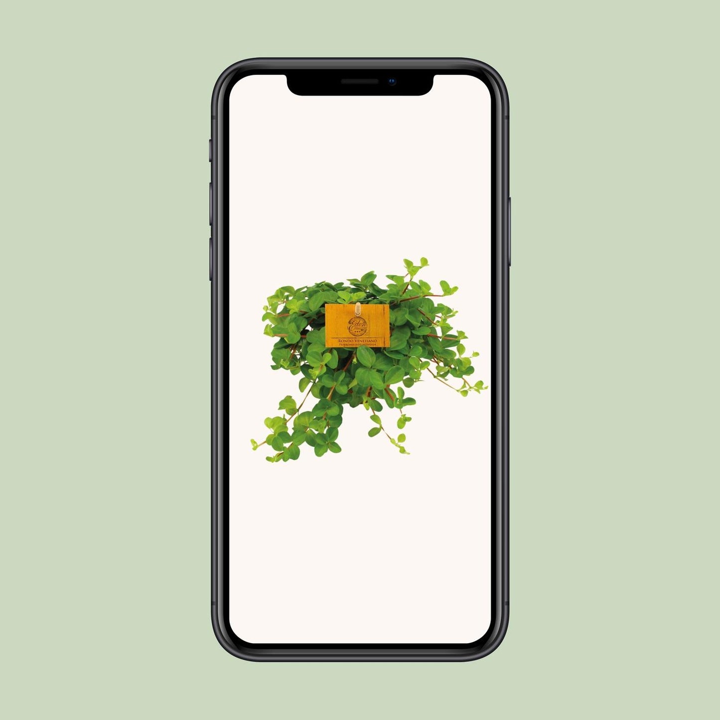 Erbsenstrauch (Peperomia Rotundifolia) – kompakte Zimmerpflanze Ø11cm