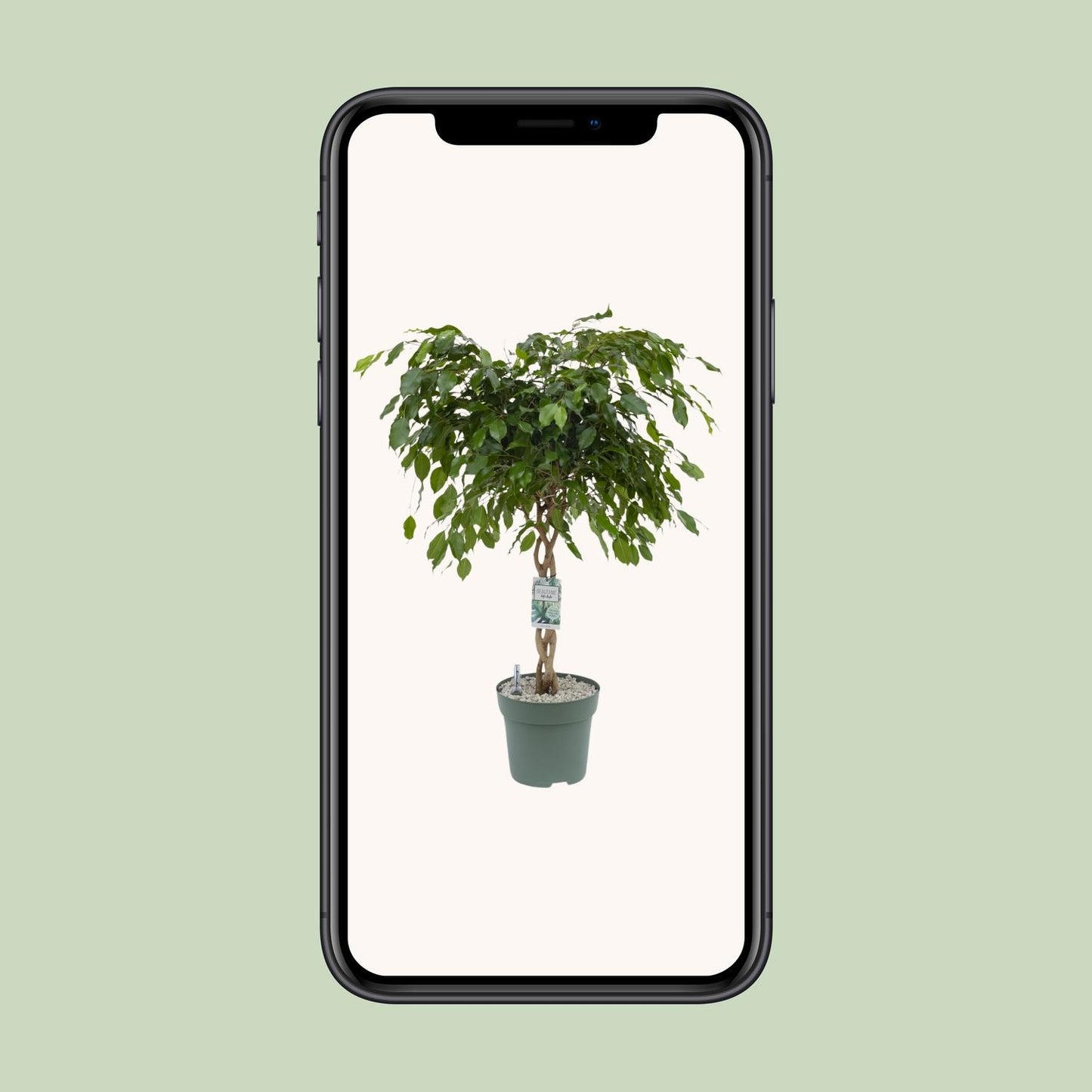 Ficus Adora – Pflegeleichte luftreinigende Zimmerpflanze Ø27cm