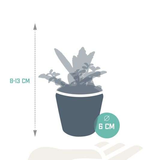 Vetplanten-Mischung 5x in handbemalter Mexicaanse Pot