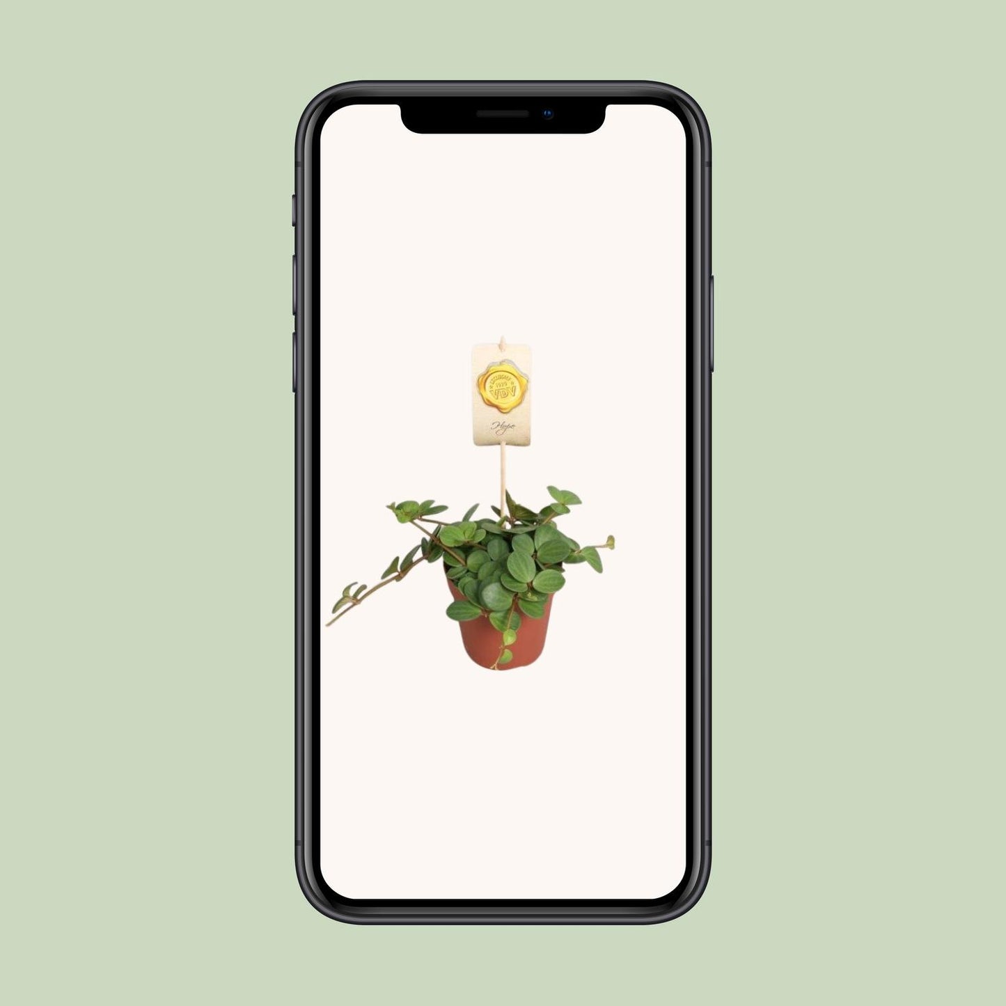 Peperomia Hope – Pflegeleichte Zimmerpflanze Ø12cm