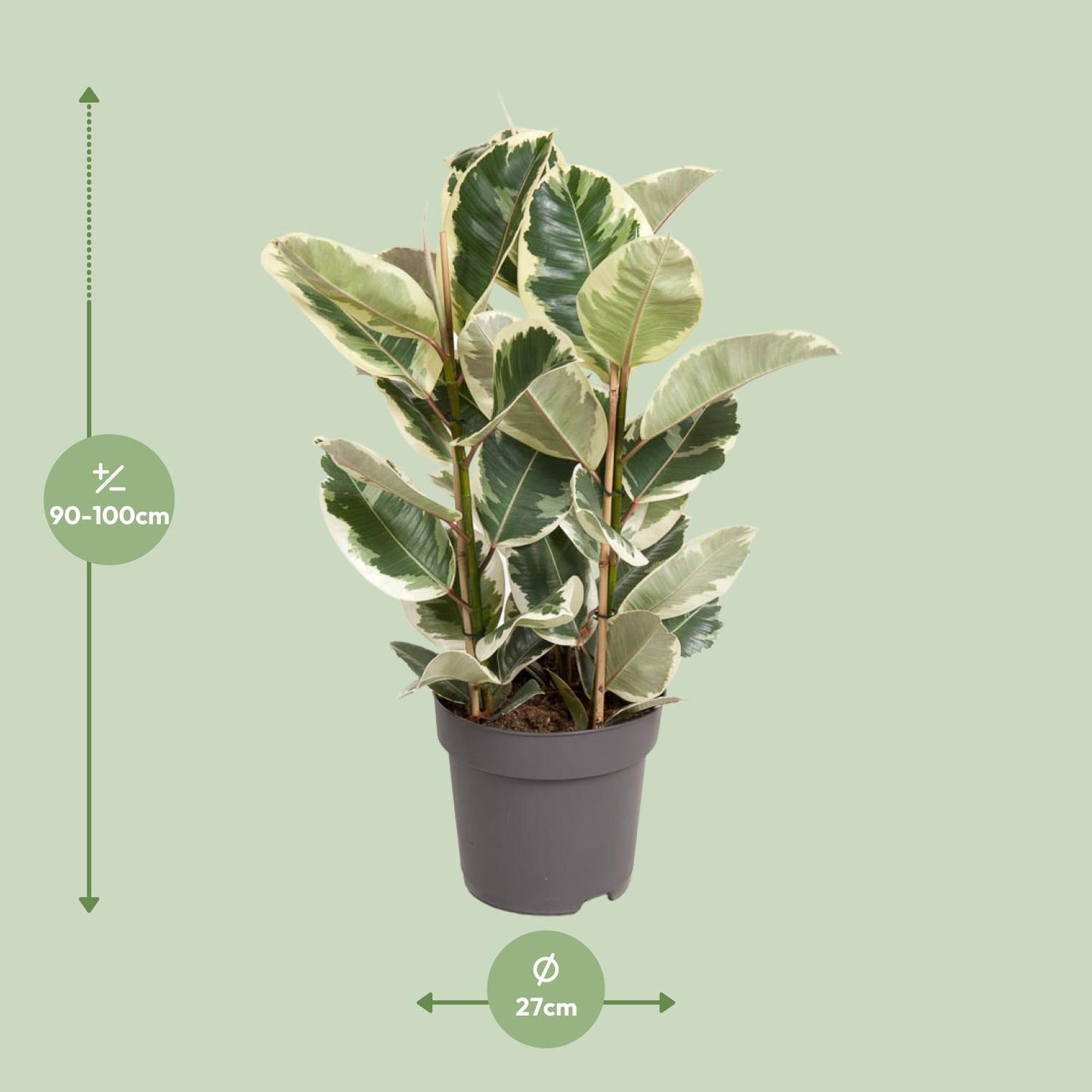 Ficus Elastica Tineke – Pflegeleichter Gummibaum Ø27cm
