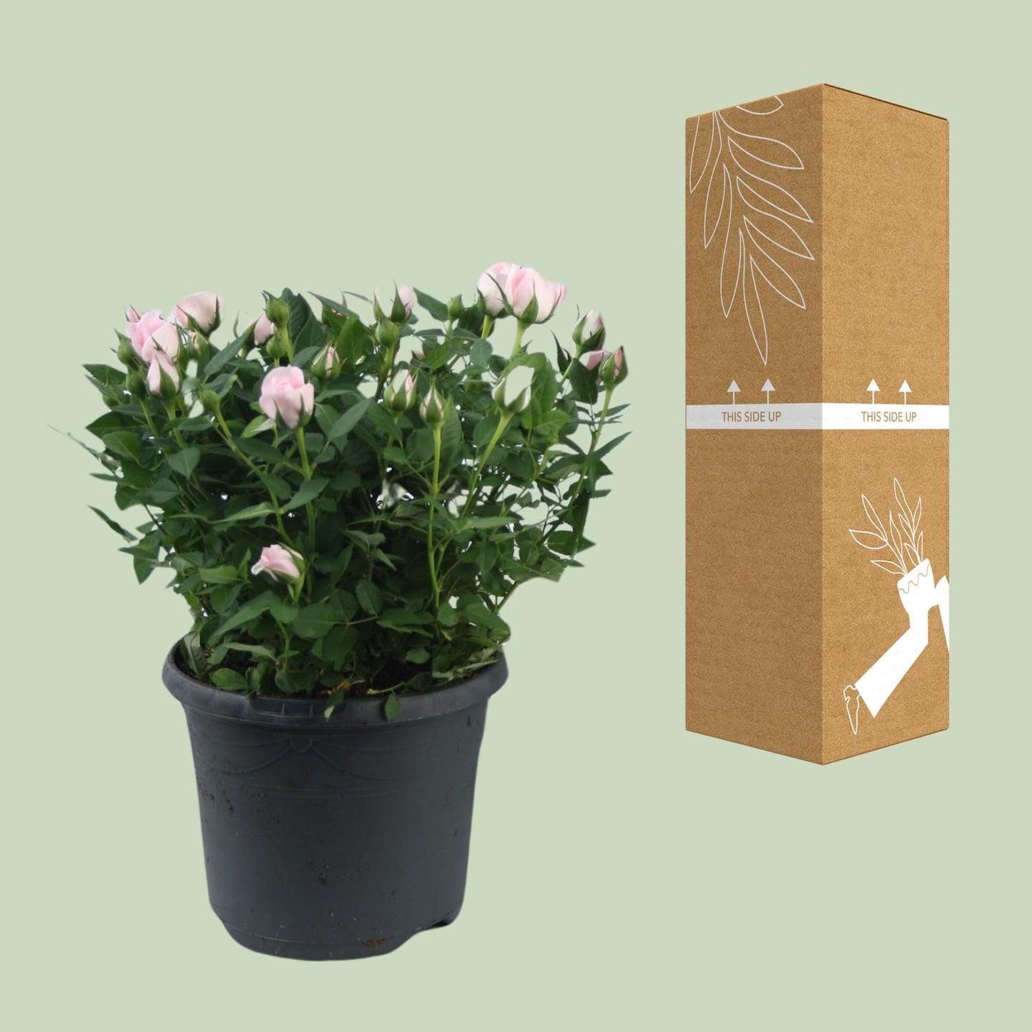 Rosa Jewel Patio Baby – Duftende Topfrose Ø17cm