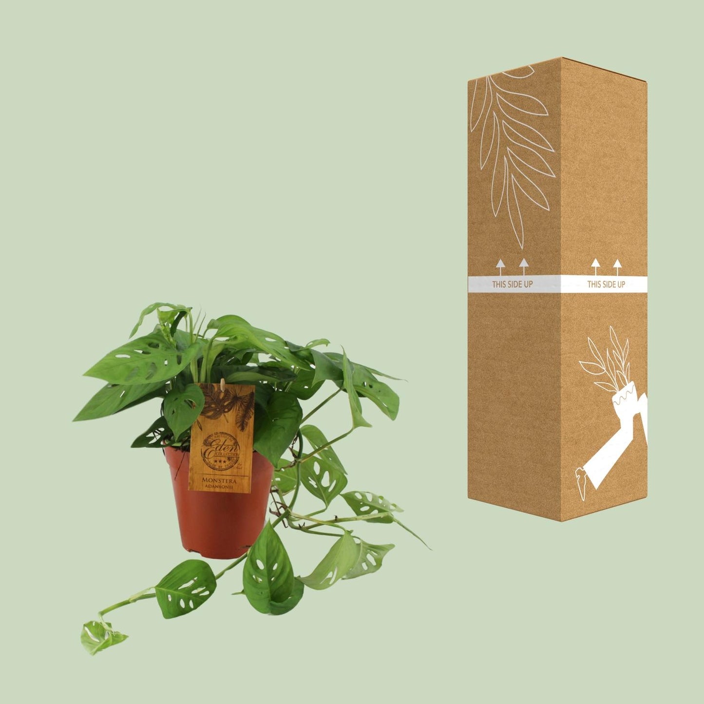 Monstera Adansonii – Pflegeleichte Zimmerpflanze Ø15cm