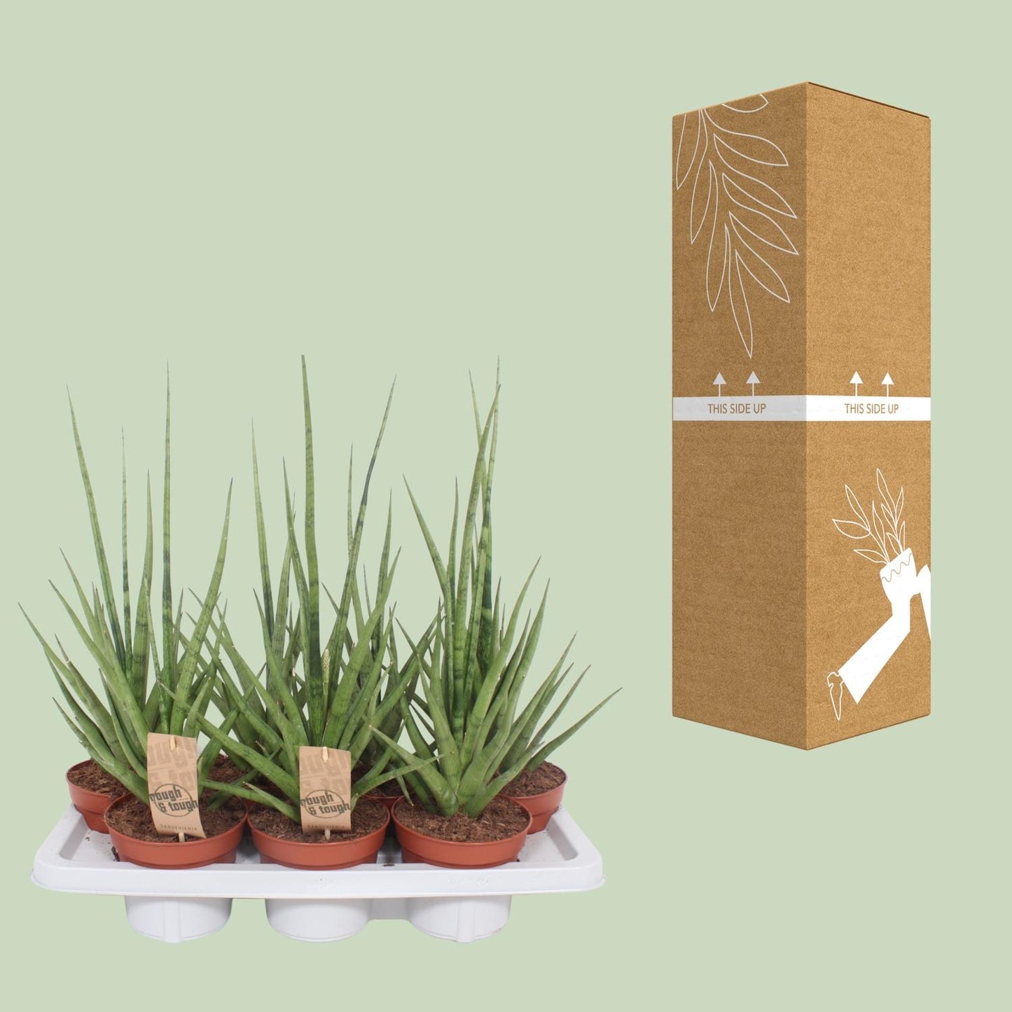 Bogenhanf Gracilis Grey – Pflegeleichte Zimmerpflanze 55 cm