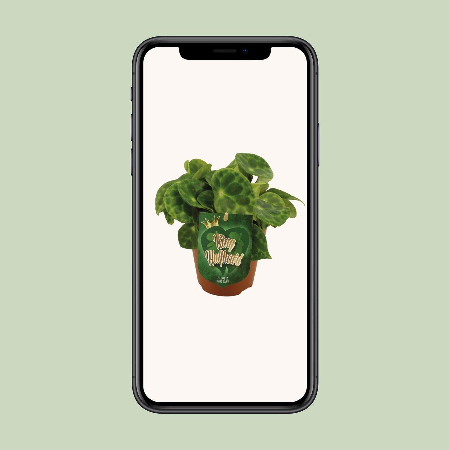 Begonia Kingiana – Exotische und pflegeleichte Zimmerpflanze Ø12cm