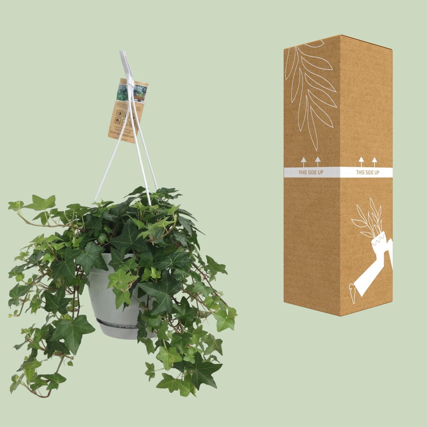 Hedera Helix Groen – Pflegeleichter Efeu im Hangtopf Ø17cm