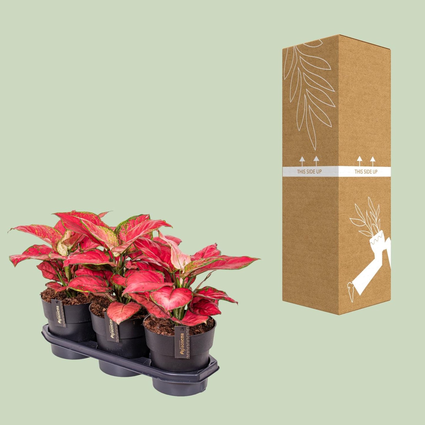 Aglaonema Red Joy – Pflegeleichte luftreinigende Zimmerpflanze Ø19cm