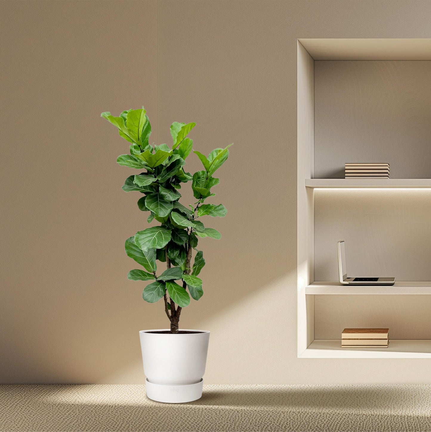 Ficus Lyrata vertakt – Geigenfeige 170 cm Ø32