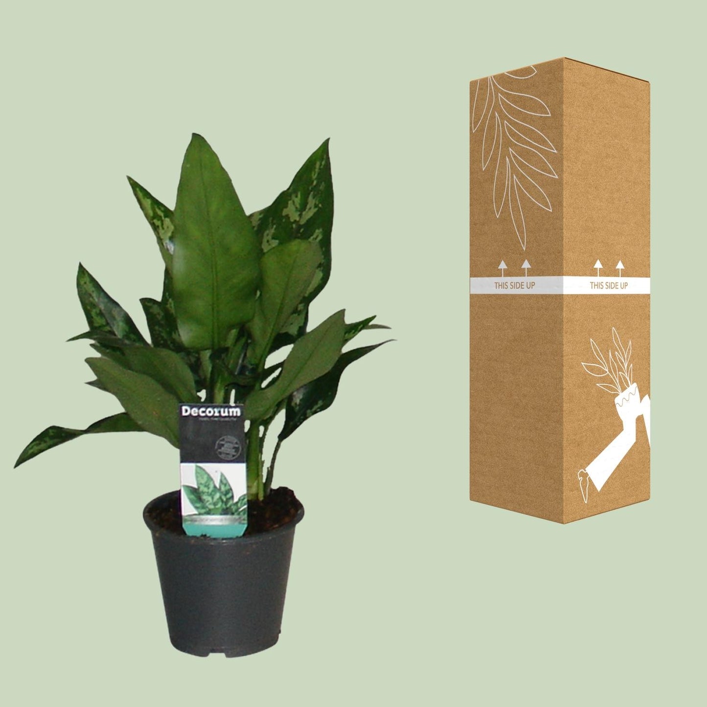 Aglaonema Maria – Pflegeleichte luftreinigende Zimmerpflanze Ø12cm