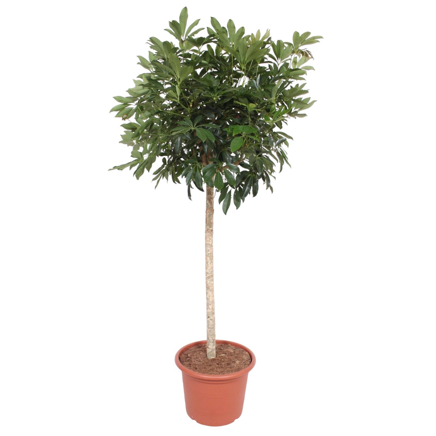 Schefflera Arboricola Compacta – Pflegeleichte Strahlenaralie 190 cm