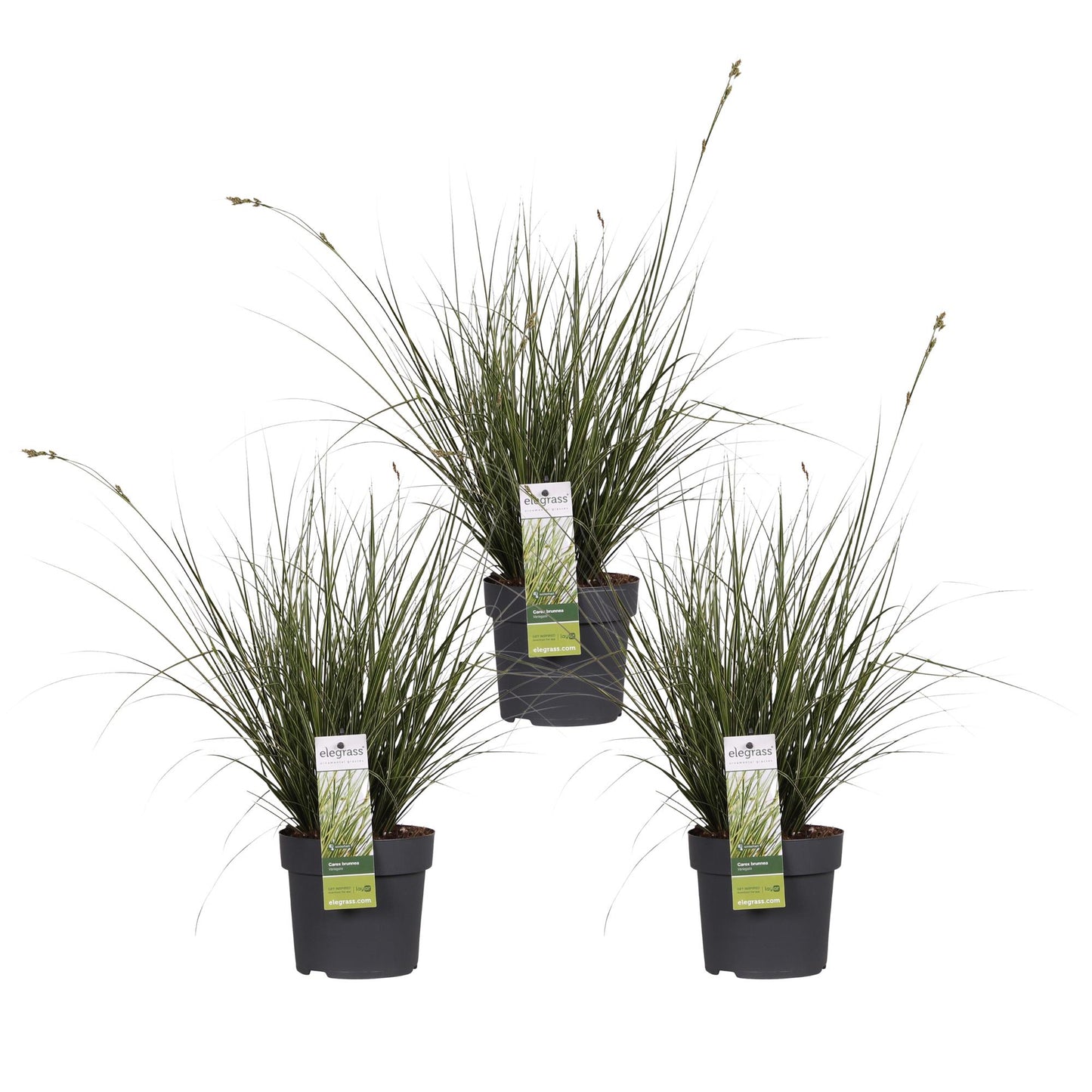 3x Carex brunnea 'Variegata' – Pflegeleichtes Ziergras Ø14cm
