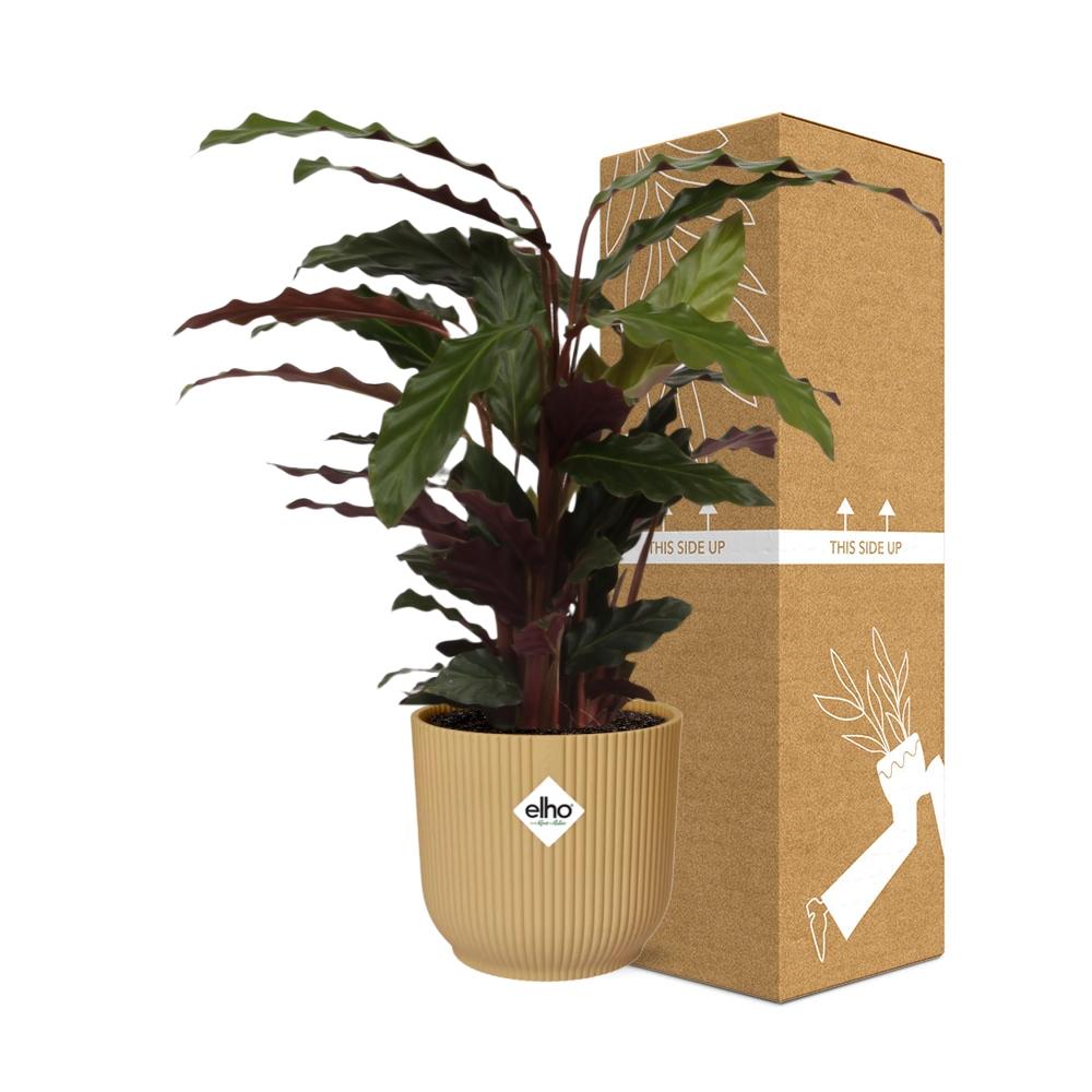 Calathea Rufibarba ‘Tropistar’ im ELHO Vibes Fold 14cm Gelb