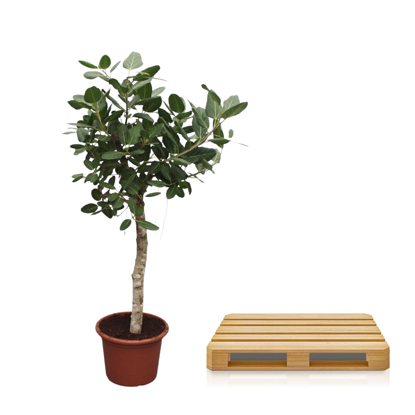 Ficus Benghalensis – Robuste Zimmerpflanze 200 cm
