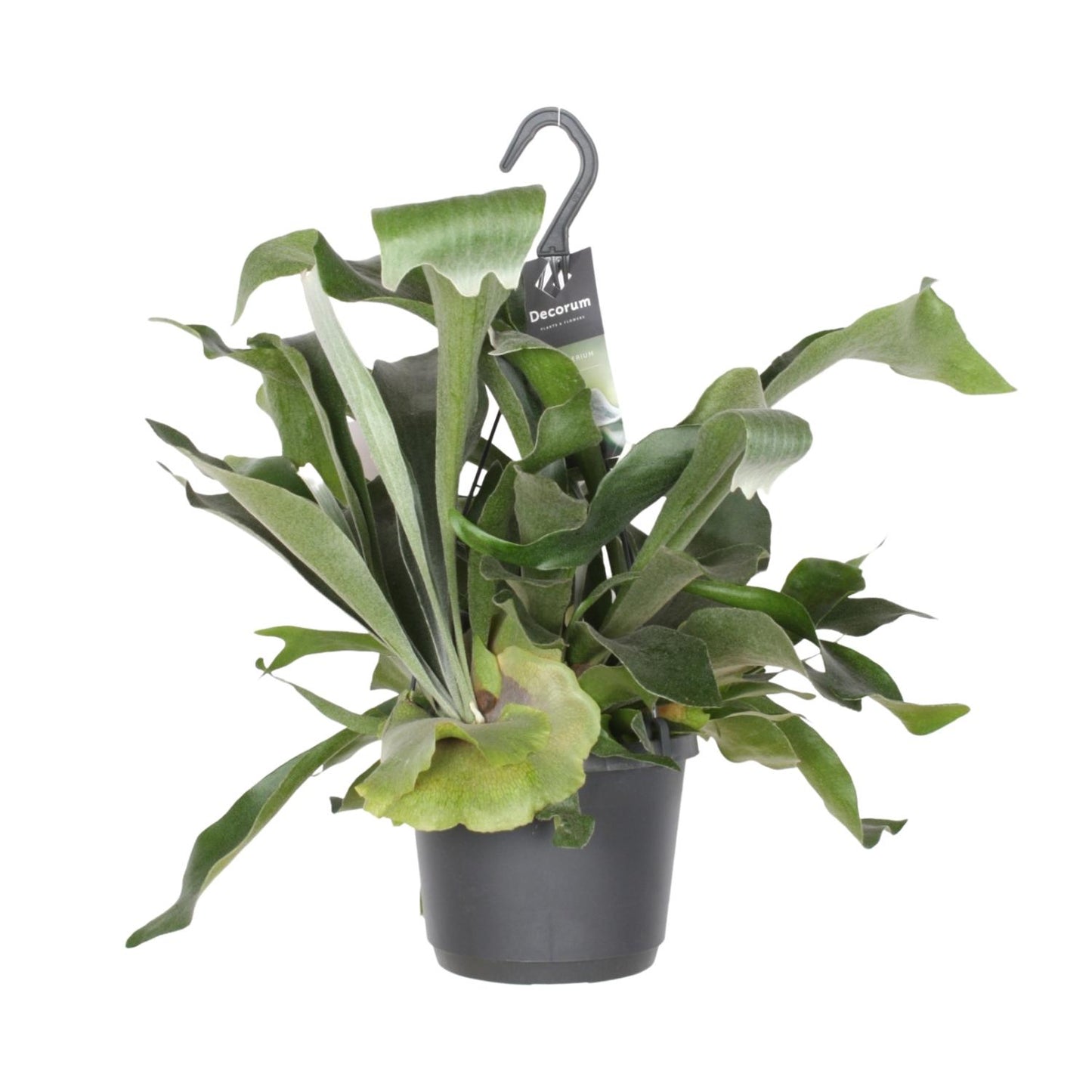 Platycerium bifurcatum ‚Niederlande‘ – Geweihfarn Ø17cm