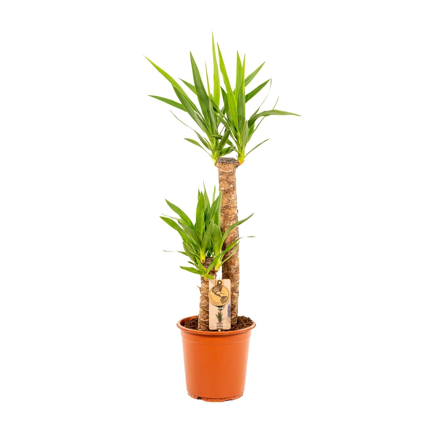 Yucca - Ø21 cm Topf - ca. 100 cm Höhe