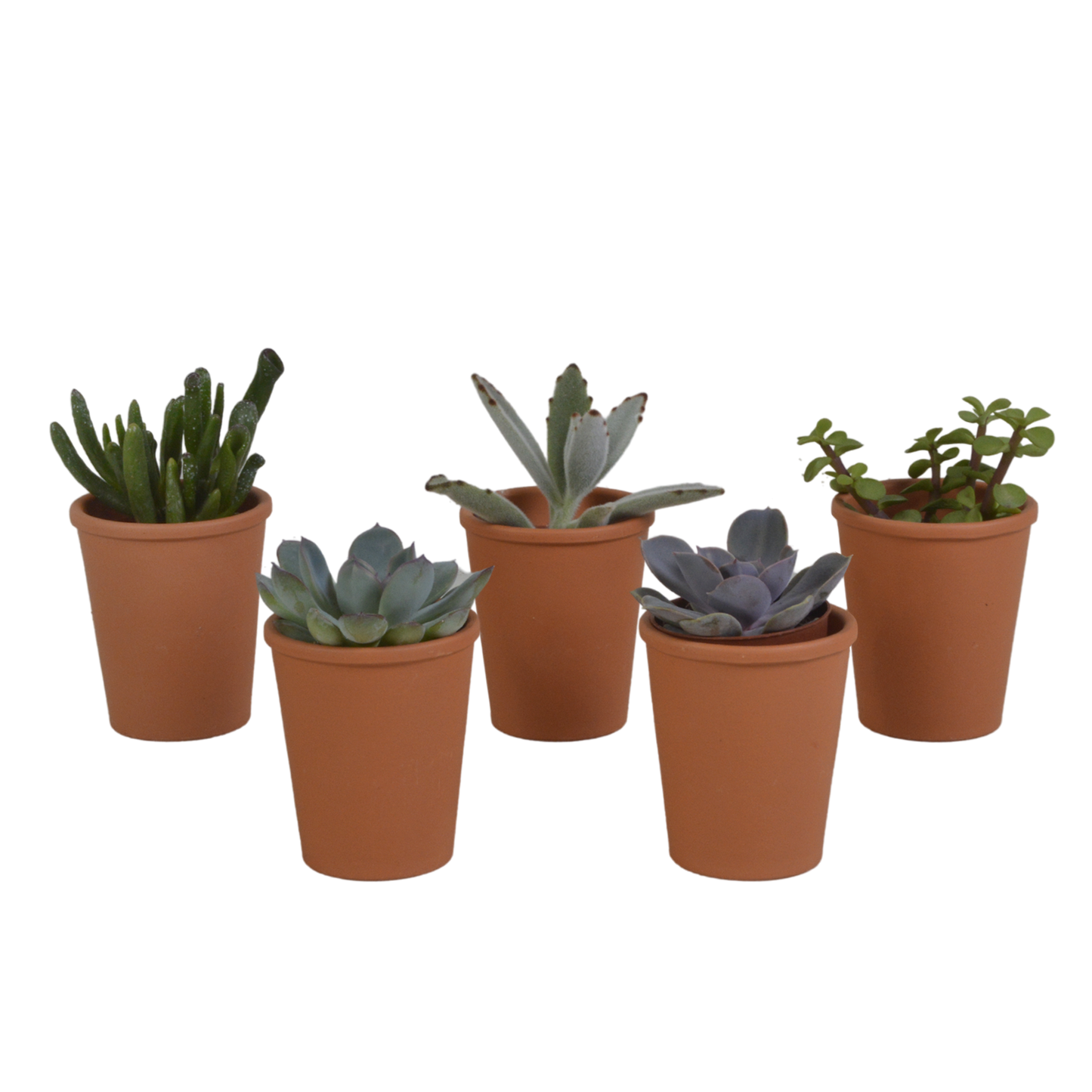 Vetplanten-Mischung 5,5 cm im Terrakottatopf – 5er Set