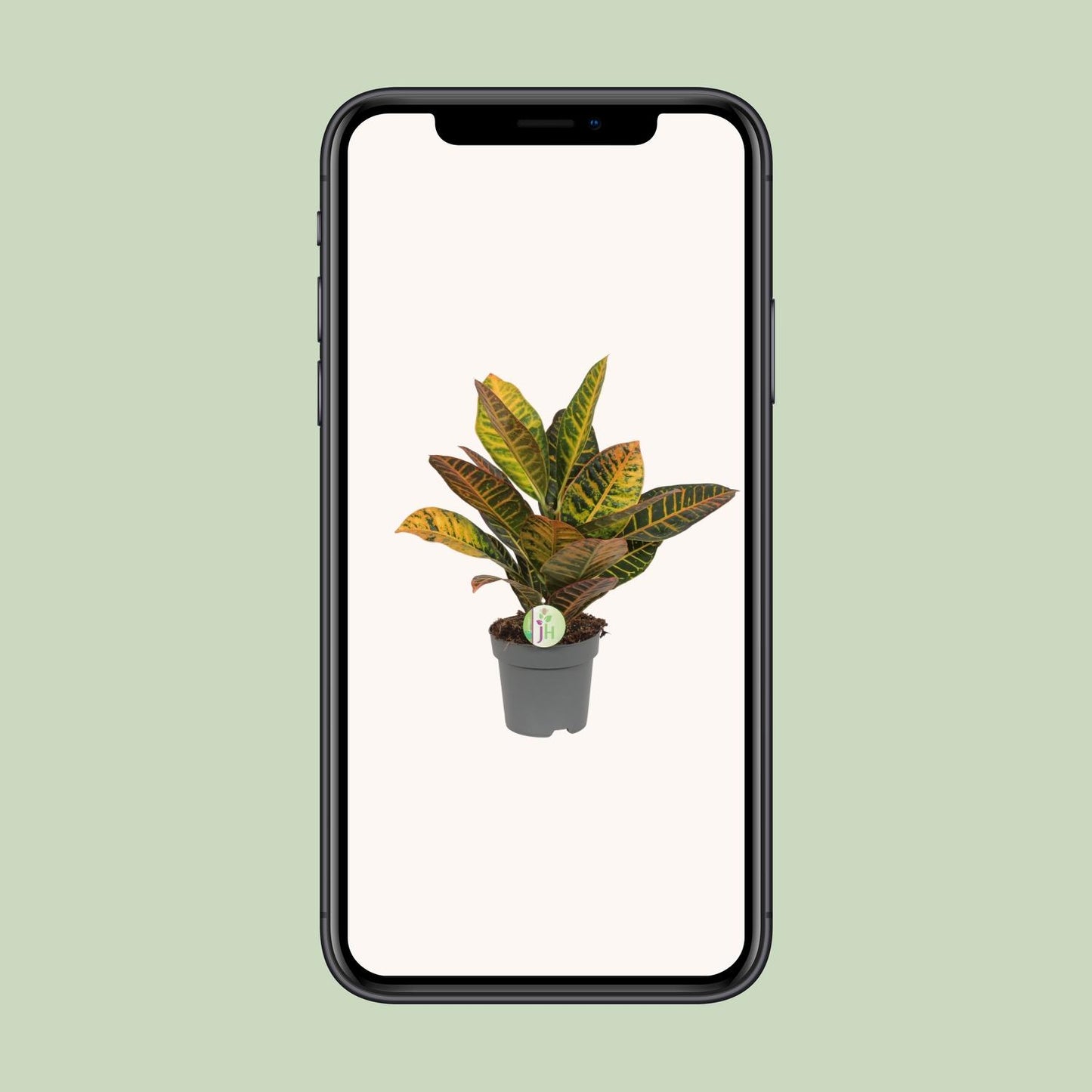 Codiaeum Petra – Bunte Croton Zimmerpflanze Ø17cm