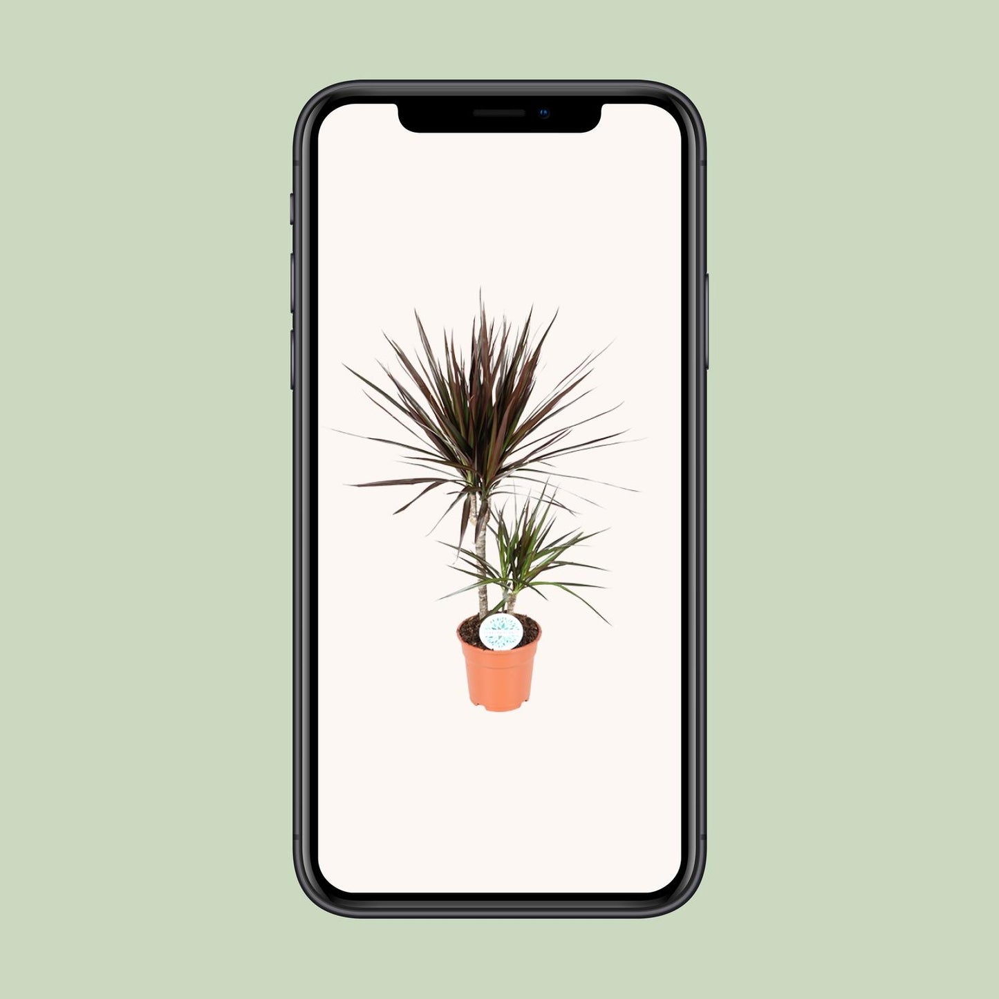 Dracaena Magenta – Pflegeleichter Drachenbaum Ø17cm, 70cm Höhe