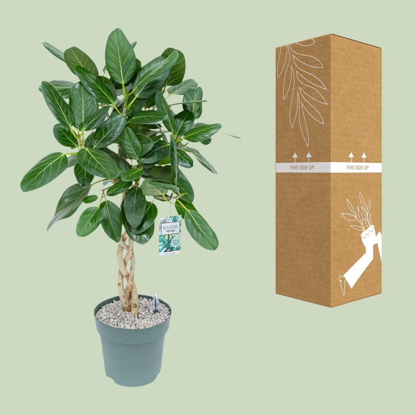 Birkenfeige 'Altissima' – Pflegeleichte Zimmerpflanze Ø27cm, 110cm hoch